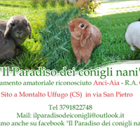 Cuccioli ariete nano con pedigree