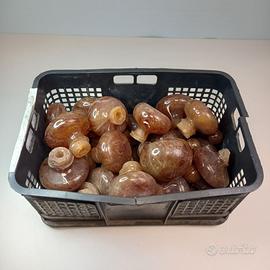 set pomelli in ambra