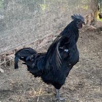 Razza Cemani