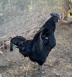 Razza Cemani