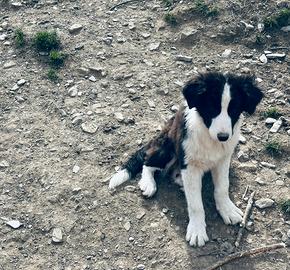 Border collie maschio e femmina splendidi