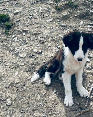 Border collie maschio e femmina splendidi