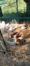 Galline