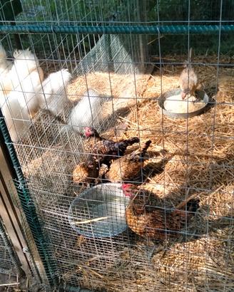 Galline