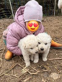 Pastore maremmano abruzzese