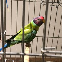 Pappagalli parr. Testa di prugna