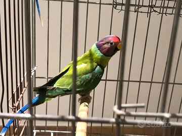 Pappagalli parr. Testa di prugna