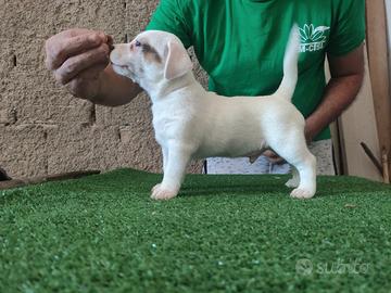 cucciolo di Jack Russell Terrier 