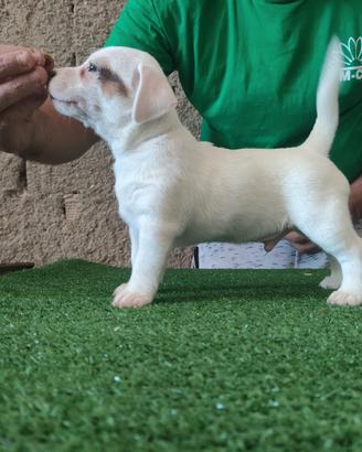 cucciolo di Jack Russell Terrier 
