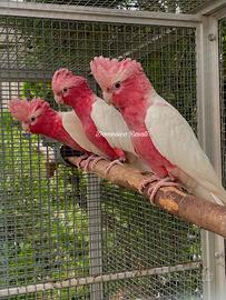 Cacatua Roseicapilla femmine lutine