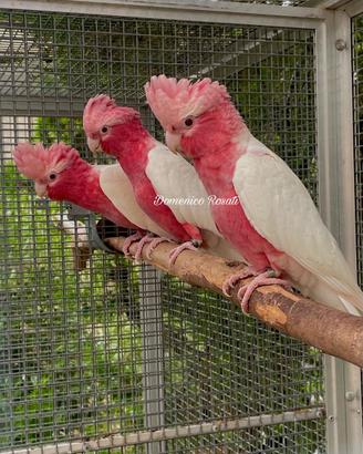 Cacatua Roseicapilla femmine lutine