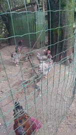 Galline ornamentali
