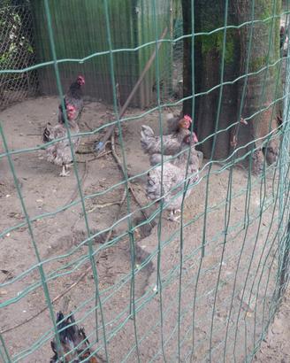 Galline ornamentali