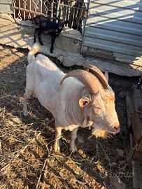 Becco, Capra Maltese, madre e figlia Capra Muccian