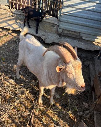 Becco, Capra Maltese, madre e figlia Capra Muccian