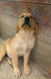 Golden retriever cuccioli enci