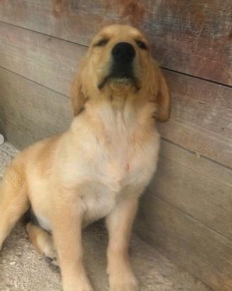 Golden retriever cuccioli enci