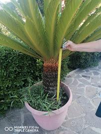 Pianta Cycas 