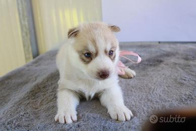 Husky con pedigree
