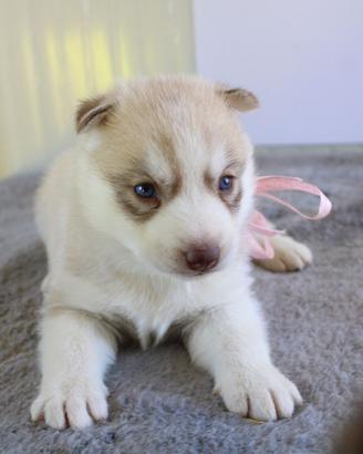 Husky con pedigree