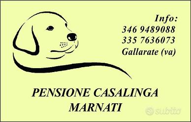 Pensione casalinga per cani di tutte le taglie 