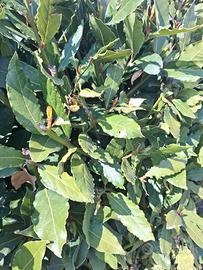 25 foglie di alloro fresco e biologico