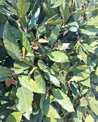 25 foglie di alloro fresco e biologico