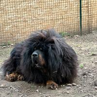 TIBETAN MASTIFF - Prossimi accoppiamenti previsti