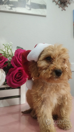 Maltipoo di prima generazione