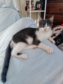 Gattina bianco grigio scuro