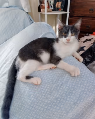 Gattina bianco grigio scuro