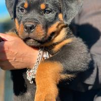 Rottweiler cuccioli