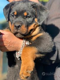 Rottweiler cuccioli