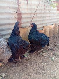 Brahma nera