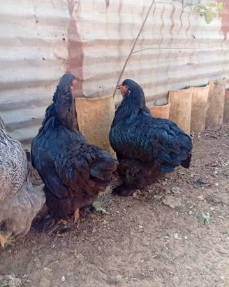 Brahma nera