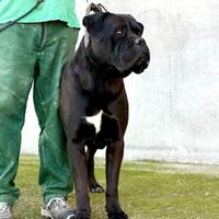 Cuccioli disponibili