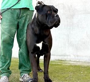 Cuccioli disponibili