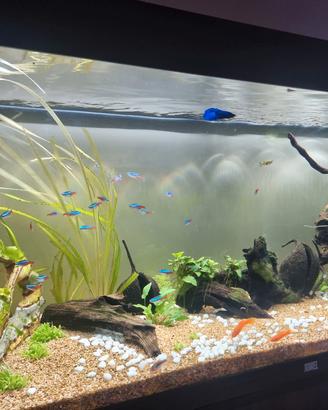 Guppy