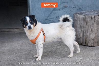 Tommy in adozione