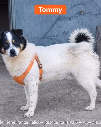 Tommy in adozione