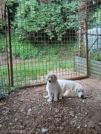 Cucciolotto pastore maremmano