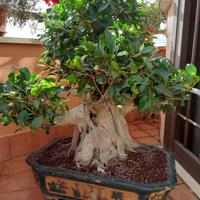 Bonsai ficus retusa