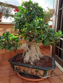 Bonsai ficus retusa