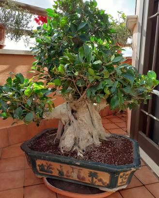 Bonsai ficus retusa