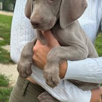 Weimaraner cuccioli