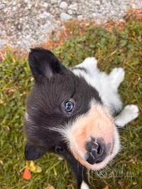 Cuccioli di Border Collie