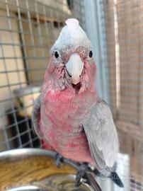 Cacatua rosa