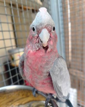 Cacatua rosa