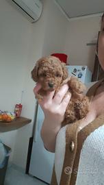 Barboncini mini Toy /Toy