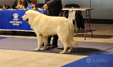 Pastore Maremmano Abruzzese